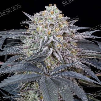 Watermelon Runtz (Silent Seeds) Feminiserade