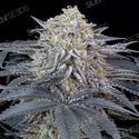 Watermelon Runtz (Silent Seeds) Feminiserade