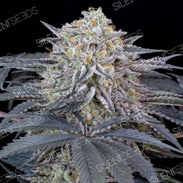 Watermelon Runtz (Silent Seeds) Feminiserade