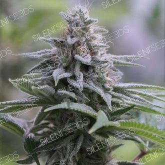 Zkittlez 2.0 (Silent Seeds) Feminiserade