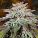LA Vanilla Cake Auto (Silent Seeds) Feminiserade
