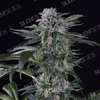 Moby Dick Auto (Silent Seeds) feminiserade cannabisfr&ouml;n