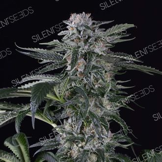 Moby Dick Auto (Silent Seeds) Feminiserade