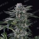 Moby Dick Auto (Silent Seeds) Feminiserade