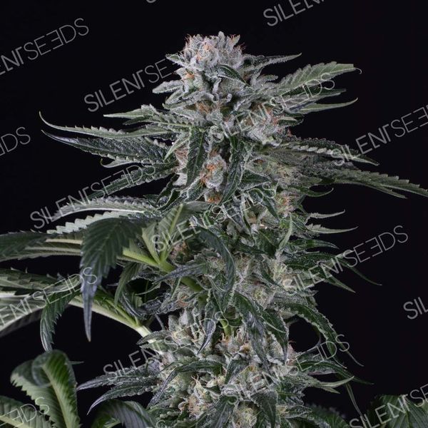 Moby Dick Auto (Silent Seeds) Feminiserade