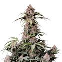 Amnesia Zkittlez Auto (FastBuds) Feminiserade