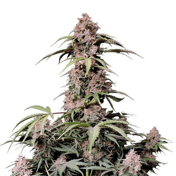 Amnesia Zkittlez Auto (FastBuds) Feminiserade