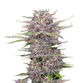 Banana Purple Punch Auto (FastBuds) Feminiserade