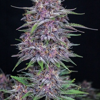 Banana Purple Punch Auto (FastBuds) Feminiserade