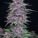 Banana Purple Punch Auto (FastBuds) Feminiserade