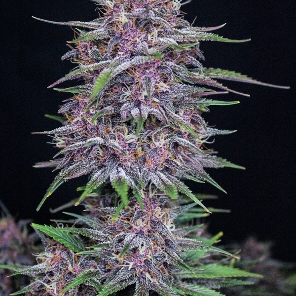 Banana Purple Punch Auto (FastBuds) Feminiserade