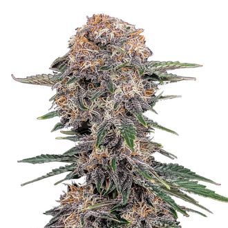 Cherry Cola Auto (FastBuds) Feminiserade