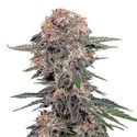 Cherry Cola Auto (FastBuds) Feminiserade