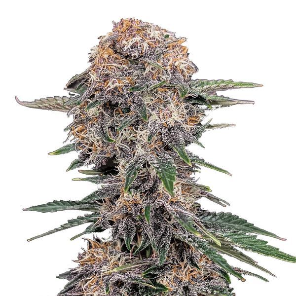 Cherry Cola Auto (FastBuds) Feminiserade