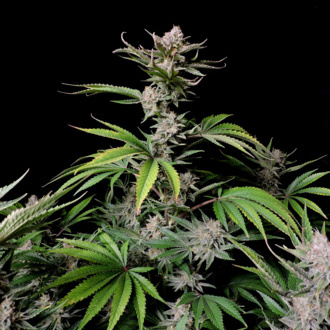 Cherry Cola Auto (FastBuds) Feminiserade