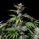 Cherry Cola Auto (FastBuds) Feminiserade