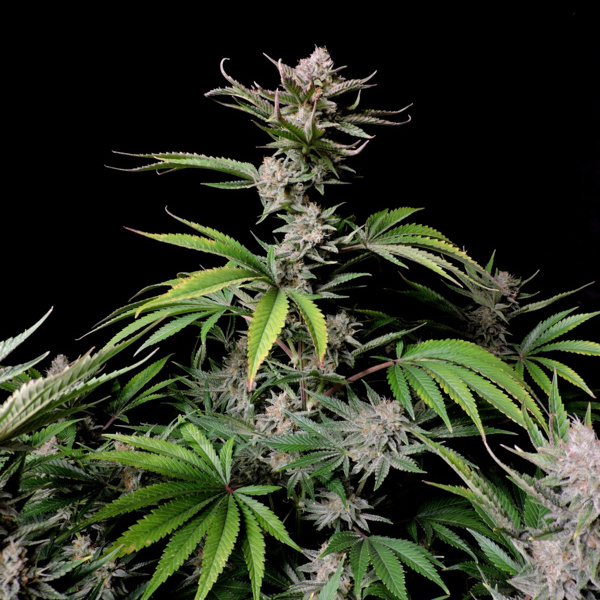 Cherry Cola Auto (FastBuds) Feminiserade
