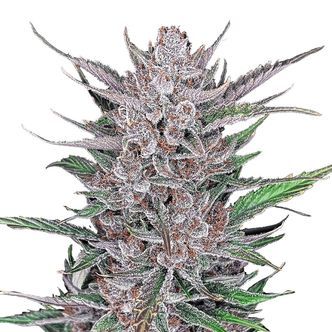Gorilla Punch Auto (FastBuds) feminiserade cannabisfr&ouml;n