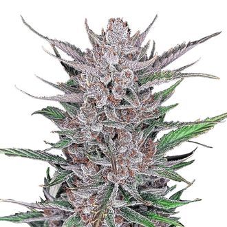 Gorilla Punch Auto (FastBuds) Feminiserade