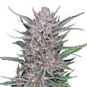 Gorilla Punch Auto (FastBuds) Feminiserade