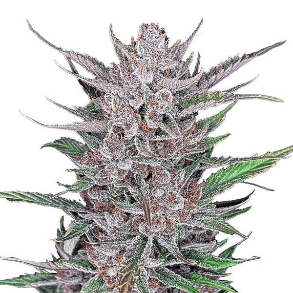 Gorilla Punch Auto (FastBuds) Feminiserade