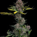 Gorilla Punch Auto (FastBuds) Feminiserade