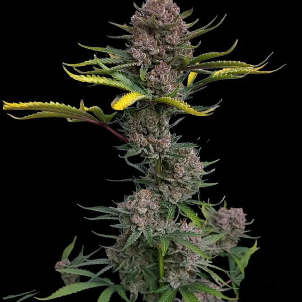 Gorilla Punch Auto (FastBuds) Feminiserade