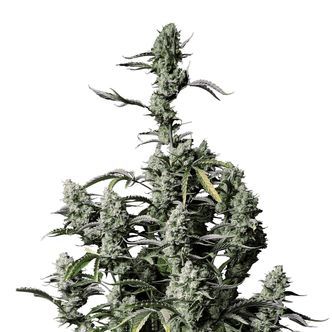 Gorilla Zkittlez Auto (FastBuds) feminiserade