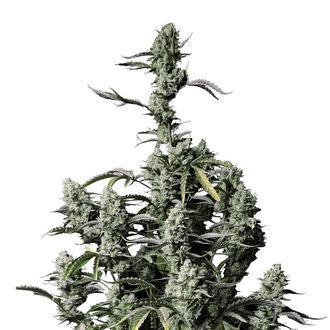 Gorilla Zkittlez Auto (FastBuds) Feminiserade