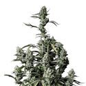 Gorilla Zkittlez Auto (FastBuds) Feminiserade