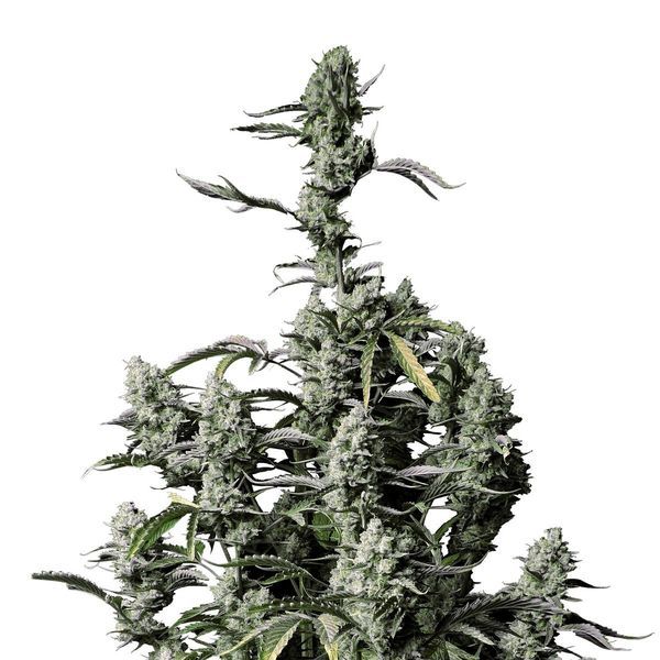 Gorilla Zkittlez Auto (FastBuds) Feminiserade