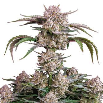 Strawberry Gorilla Auto (FastBuds) feminiserade cannabisfr&ouml;n