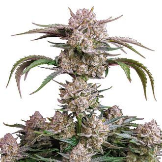 Strawberry Gorilla Auto (FastBuds) Feminiserade