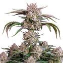 Strawberry Gorilla Auto (FastBuds) Feminiserade