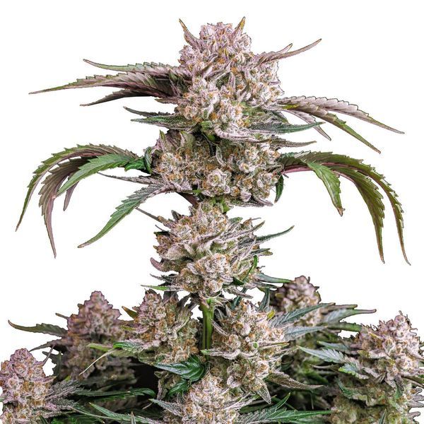 Strawberry Gorilla Auto (FastBuds) Feminiserade