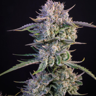 Strawberry Gorilla Auto (FastBuds) Feminiserade
