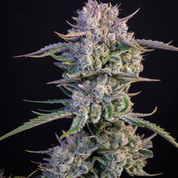 Strawberry Gorilla Auto (FastBuds) Feminiserade