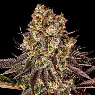 Gelato 45 (Barney's Farm) feminiserade cannabisfr&ouml;n