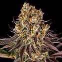 Gelato 45 (Barney's Farm) Feminiserade
