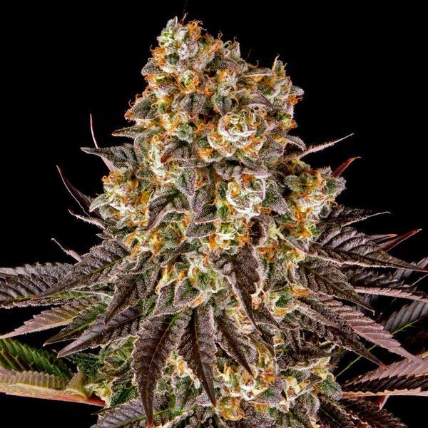 Gelato 45 (Barney's Farm) Feminiserade