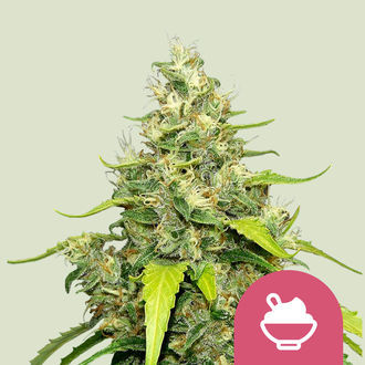 Blue Gelato (Royal Queen Seeds) Feminiserade