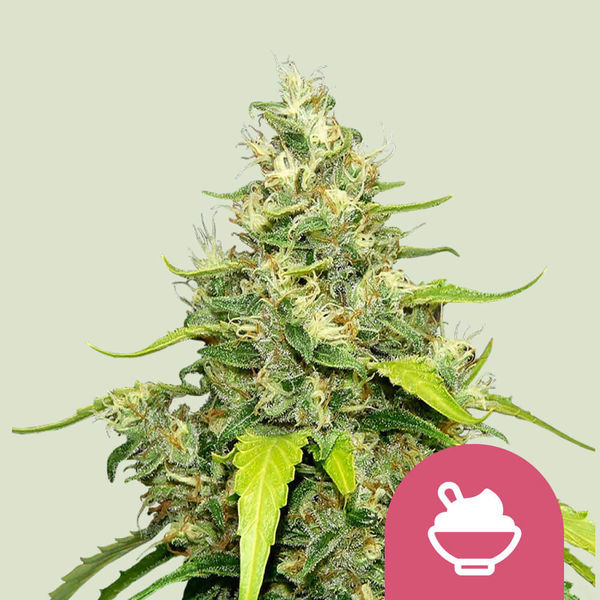 Blue Gelato (Royal Queen Seeds) Feminiserade