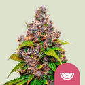 Watermelon (Royal Queen Seeds) Feminiserade