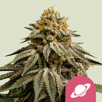 Royal Skywalker (Royal Queen Seeds) feminiserade