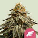 Royal Skywalker (Royal Queen Seeds) Feminiserade