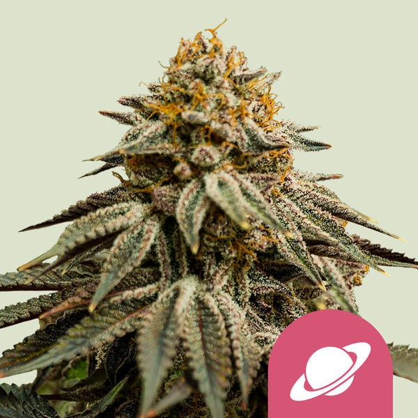 Royal Skywalker (Royal Queen Seeds) Feminiserade