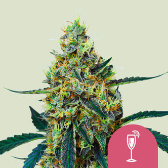 Mimosa (Royal Queen Seeds) feminiserade cannabisfr&ouml;n