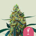 Mimosa (Royal Queen Seeds) Feminiserade