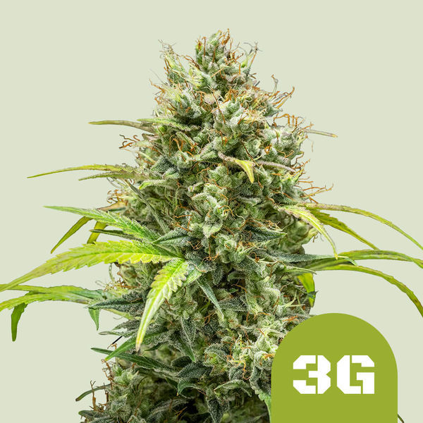 Triple G Autoflower (Royal Queen Seeds) Feminiserade