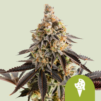 Cookies Gelato Automatic (Royal Queen Seeds) Feminiserade